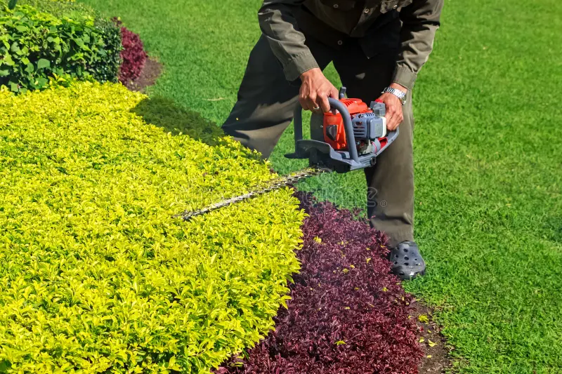 Shrub and tree trimming