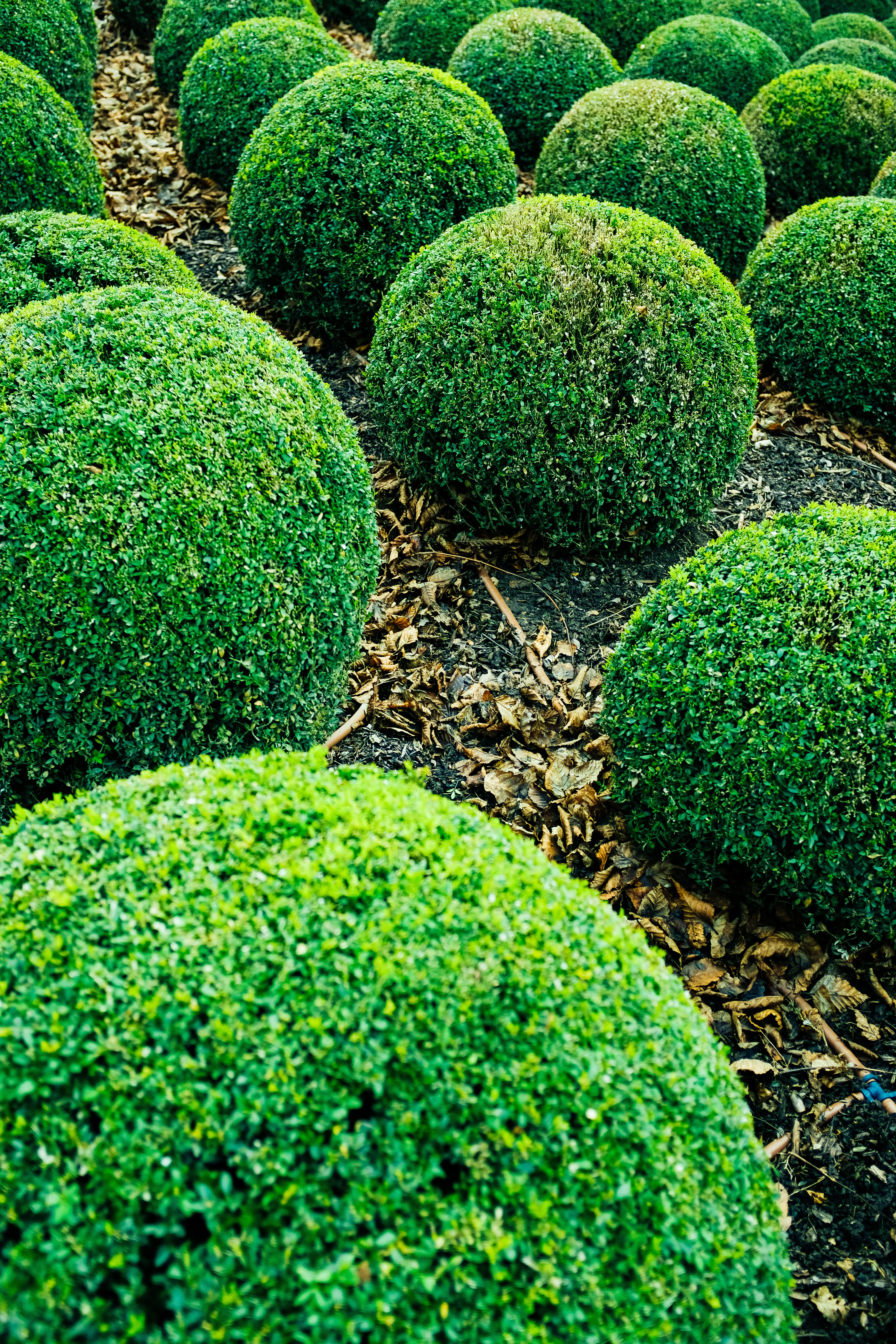 Freshly trimmed shrubs along a residential walkway