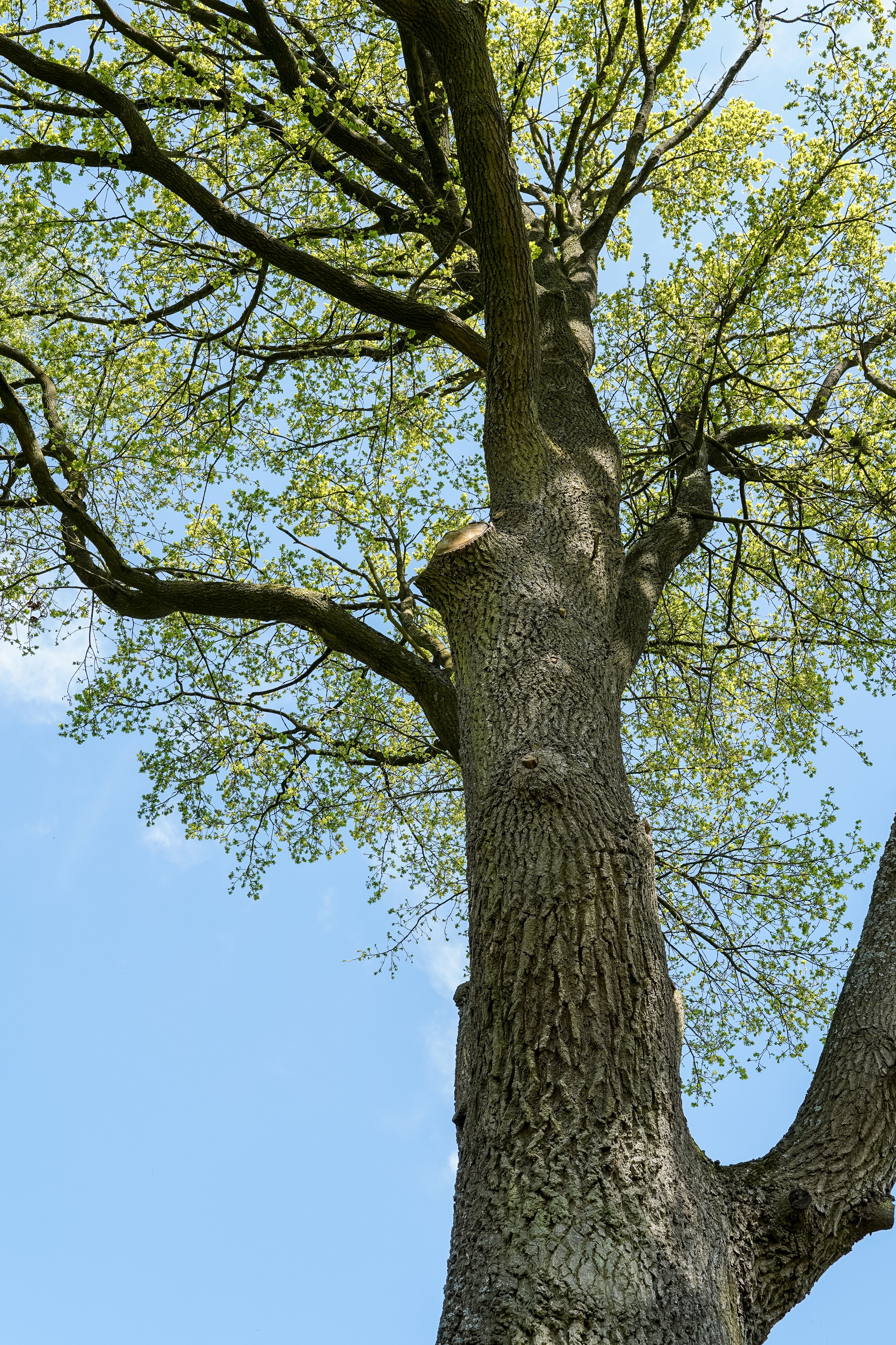 Arborist trimming tree branches at a residential property